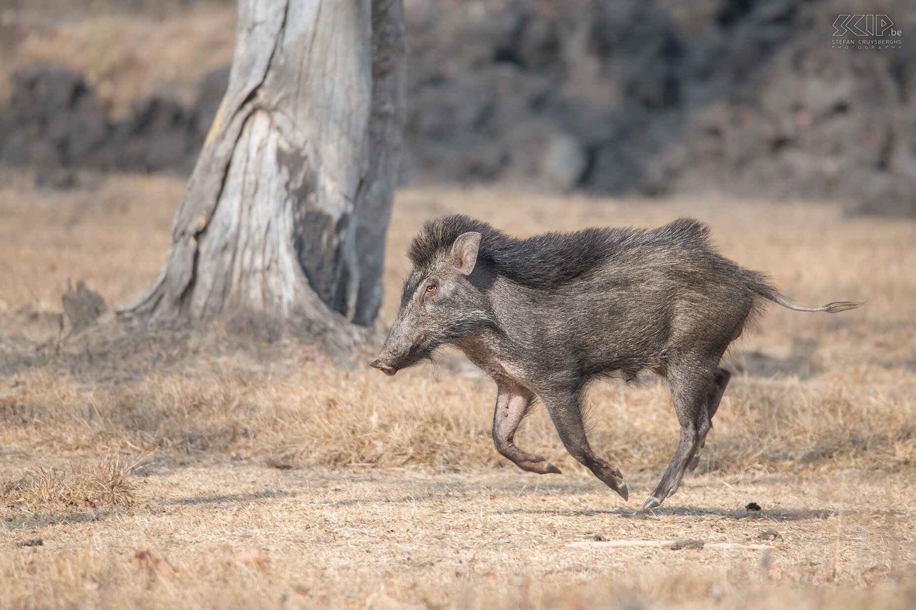 Kabini - Wild zwijn (Indian boar, Sus scrofa cristatus) Stefan Cruysberghs